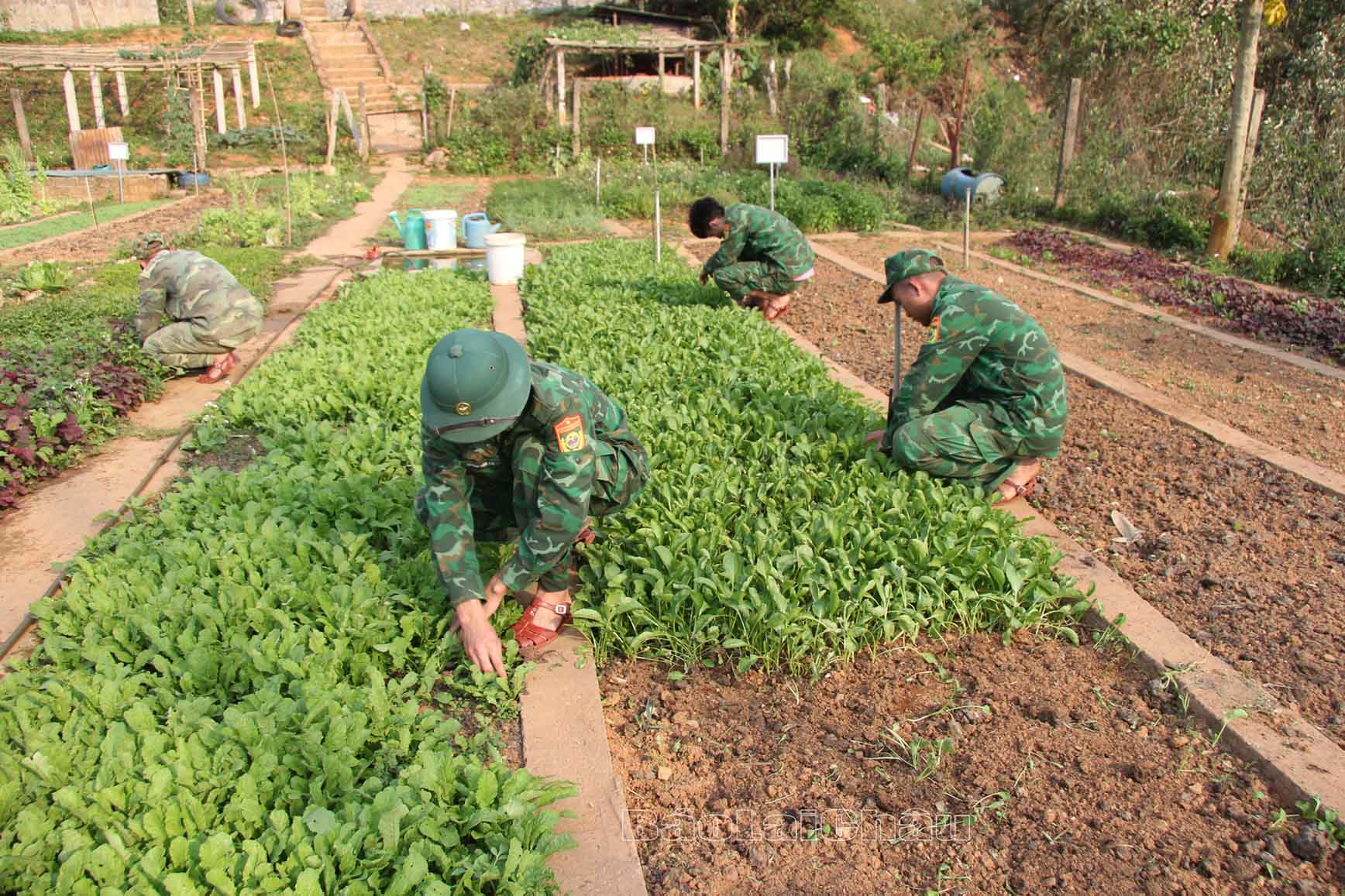 cán bộ chiến sỹ chăm sóc rau